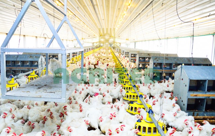 Everything You Need To Know About Raising Excellent Broiler Chickens in Nigeria